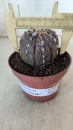 ASTROPHYTUM ASTERIAS “Purple” Nº 845 – vaso 11 - Imagem 4
