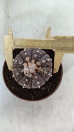 ASTROPHYTUM ASTERIAS “Purple” Nº 845 – vaso 11 - Imagem 5