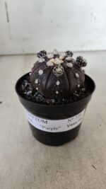 ASTROPHYTUM ASTERIAS “Purple” Nº 728 – vaso 09