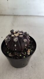 ASTROPHYTUM ASTERIAS “Purple” Nº 728 – vaso 09 - Imagem 10