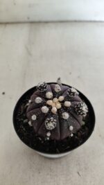 ASTROPHYTUM ASTERIAS “Purple” Nº 728 – vaso 09 - Imagem 9