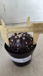 ASTROPHYTUM ASTERIAS “Purple” Nº 728 – vaso 09 - Imagem 4