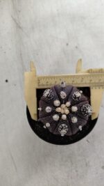 ASTROPHYTUM ASTERIAS “Purple” Nº 728 – vaso 09 - Imagem 5