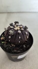 ASTROPHYTUM ASTERIAS “Purple” Nº 728 – vaso 09 - Imagem 7