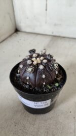 ASTROPHYTUM ASTERIAS “Purple” Nº 728 – vaso 09 - Imagem 8