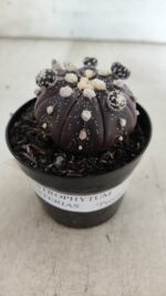 ASTROPHYTUM ASTERIAS “Purple” Nº 728 – vaso 09 - Imagem 6