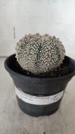 ASTROPHYTUM ASTERIAS SUPER KABUTO Nº 918 – vaso 15 - Imagem 2