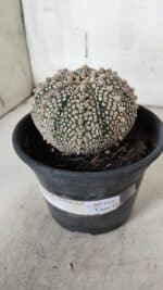 ASTROPHYTUM ASTERIAS SUPER KABUTO Nº 918 – vaso 15 - Imagem 6