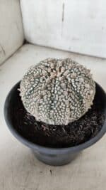 ASTROPHYTUM ASTERIAS SUPER KABUTO Nº 918 – vaso 15 - Imagem 7