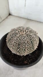 ASTROPHYTUM ASTERIAS SUPER KABUTO Nº 918 – vaso 15 - Imagem 3