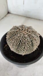 ASTROPHYTUM ASTERIAS SUPER KABUTO Nº 918 – vaso 15 - Imagem 8