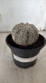 ASTROPHYTUM ASTERIAS SUPER KABUTO Nº 918 – vaso 15 - Imagem 9