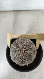 ASTROPHYTUM ASTERIAS SUPER KABUTO Nº 918 – vaso 15