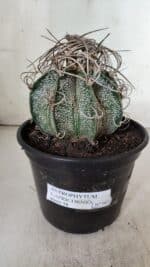 ASTROPHYTUM CAPRICÓRNIO Nº 602 – vaso 15 - Imagem 2