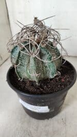 ASTROPHYTUM CAPRICÓRNIO Nº 602 – vaso 15 - Imagem 9