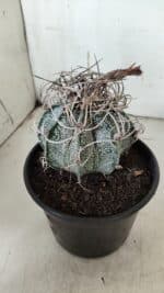 ASTROPHYTUM CAPRICÓRNIO Nº 602 – vaso 15 - Imagem 8