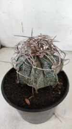 ASTROPHYTUM CAPRICÓRNIO Nº 602 – vaso 15 - Imagem 7