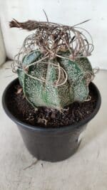 ASTROPHYTUM CAPRICÓRNIO Nº 602 – vaso 15 - Imagem 6
