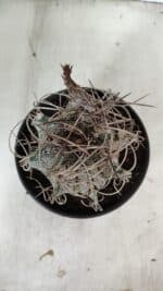 ASTROPHYTUM CAPRICÓRNIO Nº 602 – vaso 15 - Imagem 3