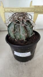ASTROPHYTUM CAPRICÓRNIO Nº 602 – vaso 15