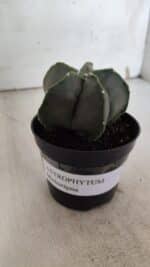 ASTROPHYTUM MYRIOSTIGMA Nº 935 – vaso 09 - Imagem 2