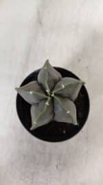 ASTROPHYTUM MYRIOSTIGMA Nº 935 – vaso 09 - Imagem 7