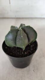ASTROPHYTUM MYRIOSTIGMA Nº 935 – vaso 09 - Imagem 6