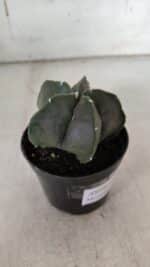 ASTROPHYTUM MYRIOSTIGMA Nº 935 – vaso 09 - Imagem 5