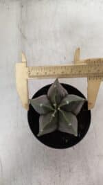 ASTROPHYTUM MYRIOSTIGMA Nº 935 – vaso 09