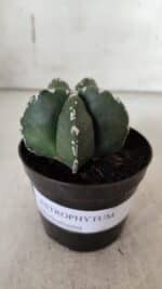 ASTROPHYTUM MYRIOSTIGMA Nº 937 – vaso 09 - Imagem 2