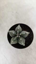 ASTROPHYTUM MYRIOSTIGMA Nº 937 – vaso 09