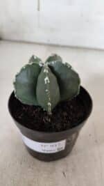 ASTROPHYTUM MYRIOSTIGMA Nº 937 – vaso 09 - Imagem 8