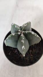 ASTROPHYTUM MYRIOSTIGMA Nº 937 – vaso 09 - Imagem 7