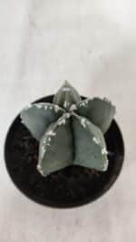 ASTROPHYTUM MYRIOSTIGMA Nº 937 – vaso 09 - Imagem 3