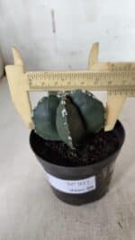 ASTROPHYTUM MYRIOSTIGMA Nº 937 – vaso 09 - Imagem 4