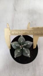 ASTROPHYTUM MYRIOSTIGMA Nº 937 – vaso 09 - Imagem 5