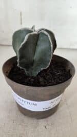 ASTROPHYTUM MYRIOSTIGMA Nº 939 – vaso 11 - Imagem 2