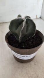 ASTROPHYTUM MYRIOSTIGMA Nº 939 – vaso 11 - Imagem 8