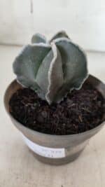 ASTROPHYTUM MYRIOSTIGMA Nº 939 – vaso 11 - Imagem 7
