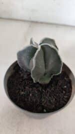 ASTROPHYTUM MYRIOSTIGMA Nº 939 – vaso 11 - Imagem 6