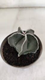 ASTROPHYTUM MYRIOSTIGMA Nº 939 – vaso 11 - Imagem 5