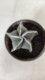 ASTROPHYTUM MYRIOSTIGMA Nº 939 – vaso 11