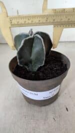 ASTROPHYTUM MYRIOSTIGMA Nº 939 – vaso 11 - Imagem 4