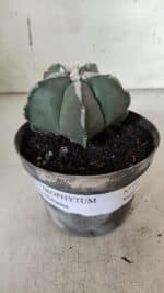 ASTROPHYTUM MYRIOSTIGMA Nº 940 – vaso 09 - Imagem 2