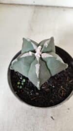 ASTROPHYTUM MYRIOSTIGMA Nº 940 – vaso 09 - Imagem 3