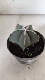 ASTROPHYTUM MYRIOSTIGMA Nº 940 – vaso 09 - Imagem 8