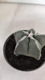 ASTROPHYTUM MYRIOSTIGMA Nº 940 – vaso 09 - Imagem 7