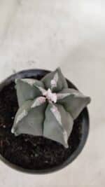 ASTROPHYTUM MYRIOSTIGMA Nº 940 – vaso 09 - Imagem 6