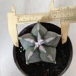 ASTROPHYTUM MYRIOSTIGMA Nº 940 – vaso 09