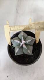 ASTROPHYTUM MYRIOSTIGMA Nº 940 – vaso 09